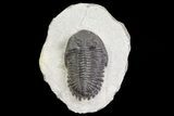 Bargain, Hollardops Trilobite - Visible Eye Facets #67675-5